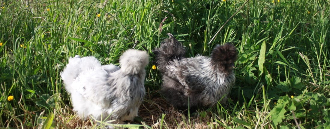 Pair of Silkies