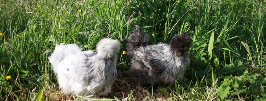 Pair of Silkies