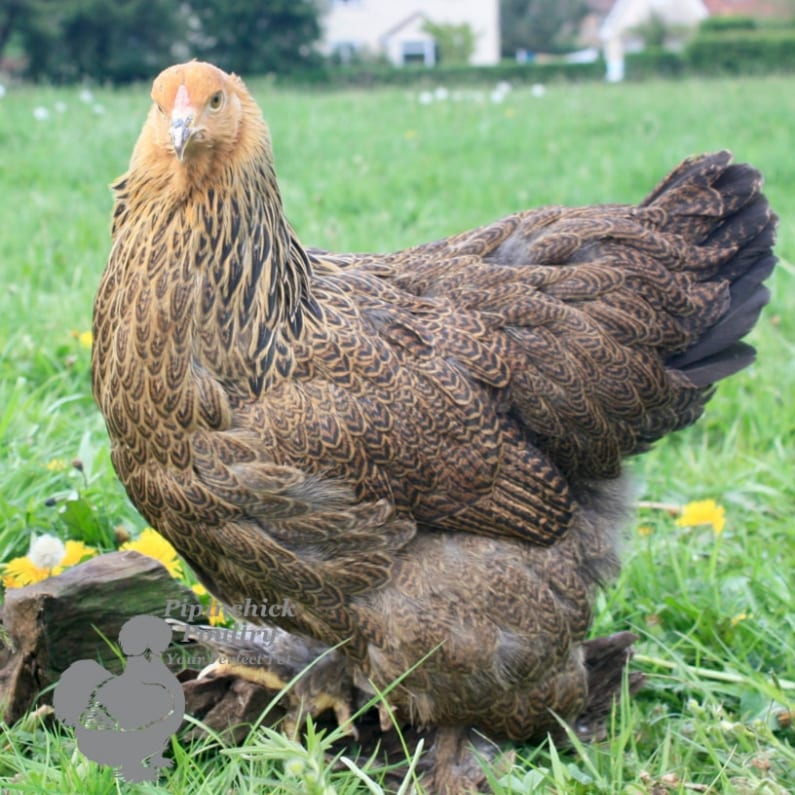 <a href="/brahma-chickens/">Brahma Chickens</a>