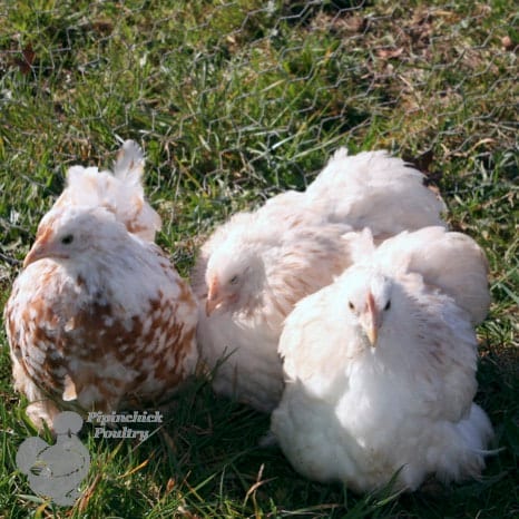 Pekin Bantam Hens