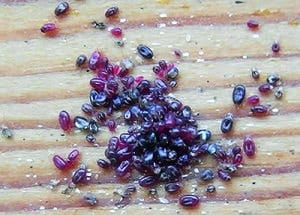 Red mites