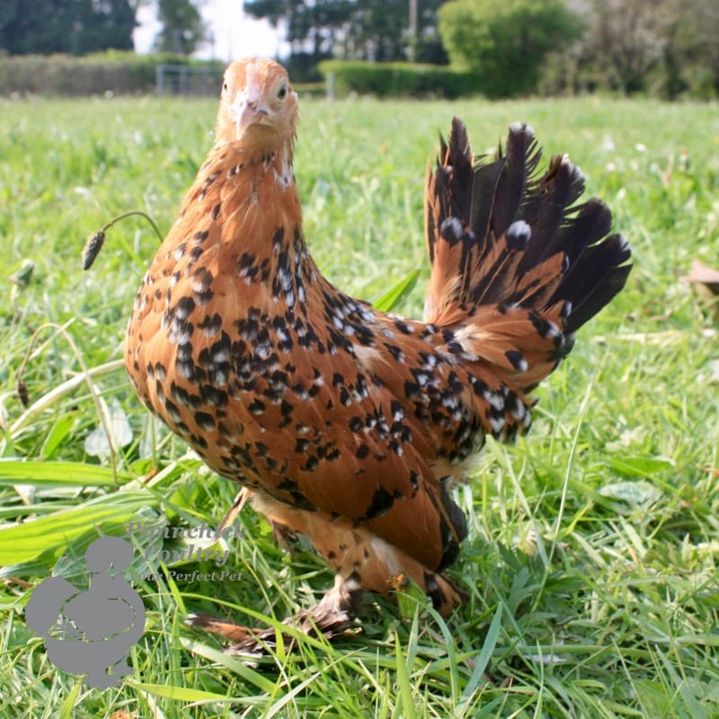 <a href="/bantam-sablepoot/">Bantam Sablepoot</a>