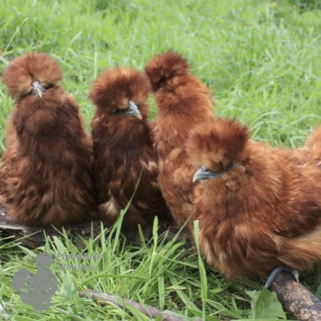 Red Silkies