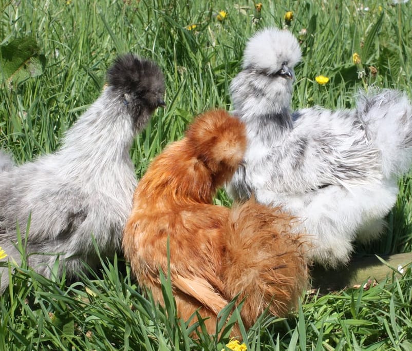 Three Silkies