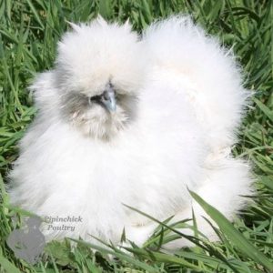 White Silkie