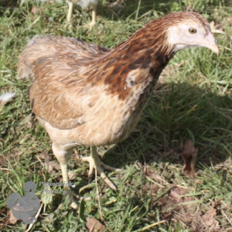 Araucana Salmon - main