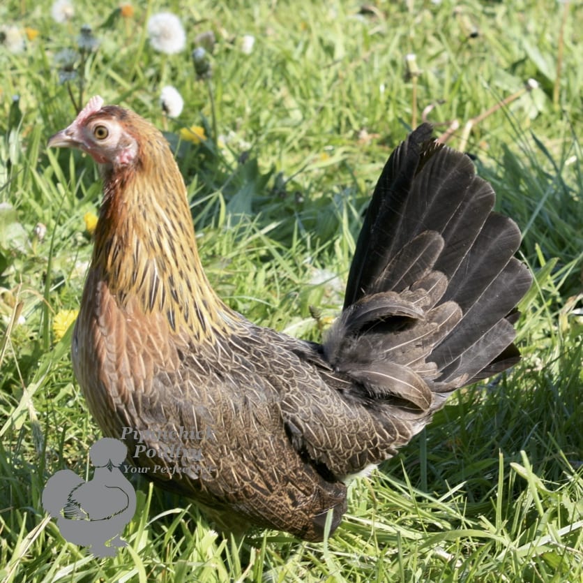 Ardennaise 3