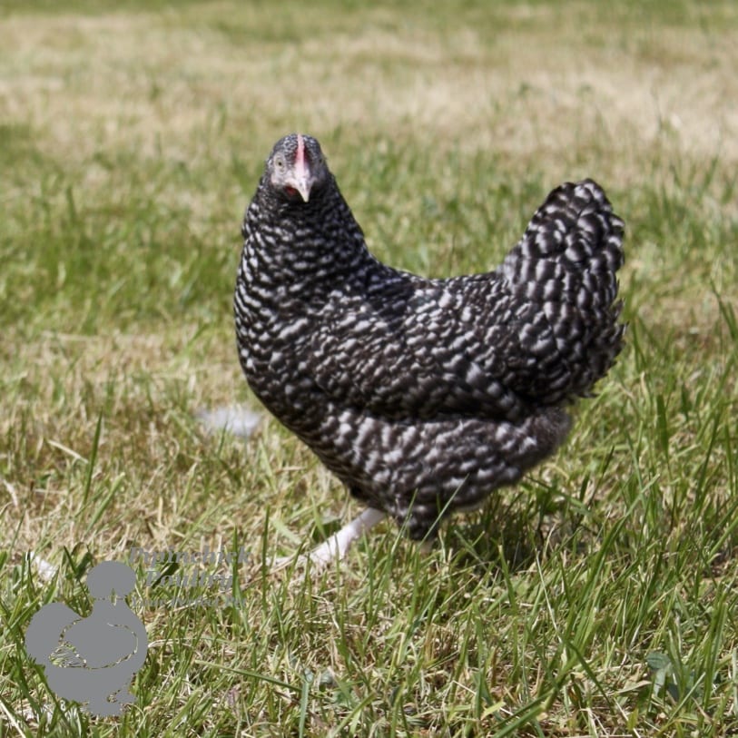 B Hybrid Cuckoo Speck 3