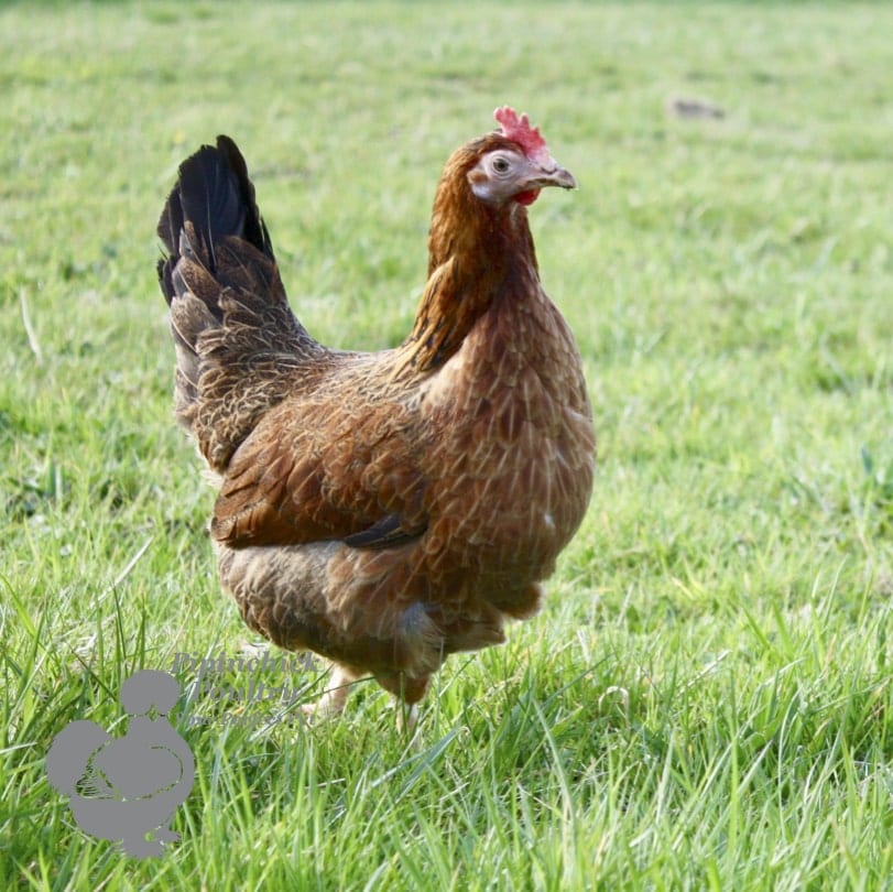 Bantam Gold Layer 8-min
