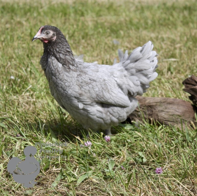 Bantam Maran Blue 1