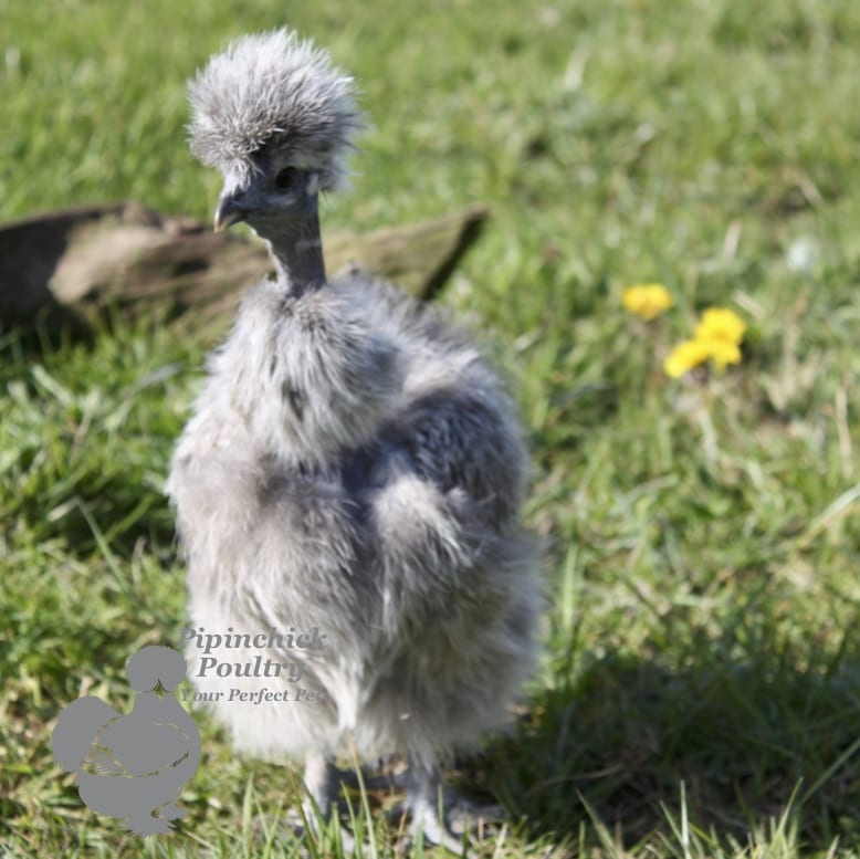 Showgirl Silkie Silver Partridge 5