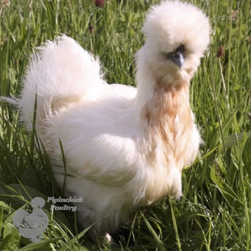 Silkie White W Gold - main