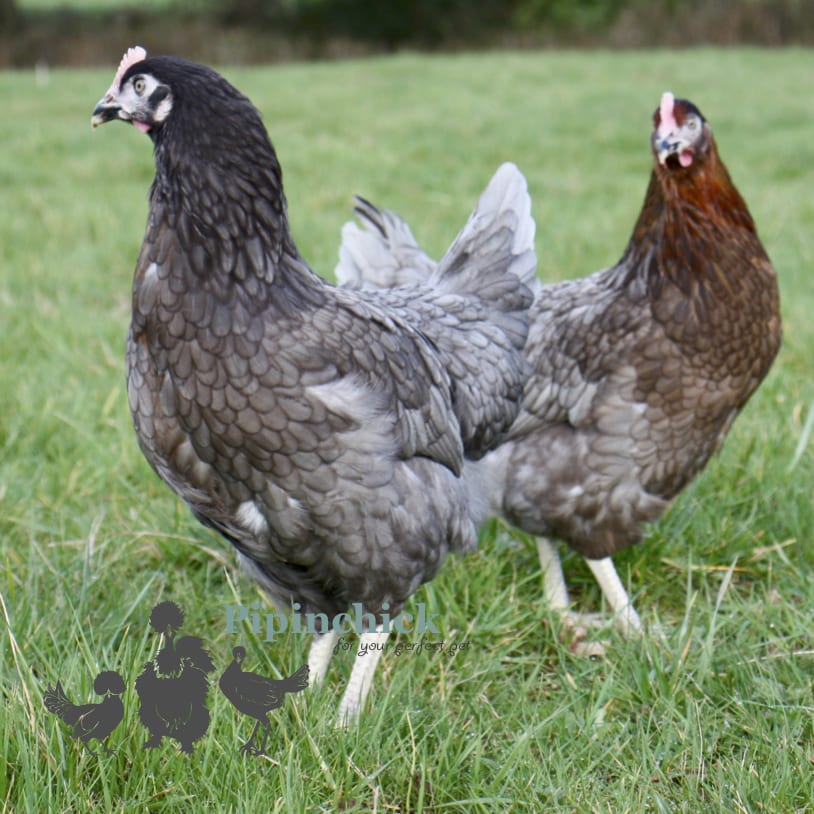 <a href="/hybrid-maran-laying-chicken/">Hybrid Maran</a>