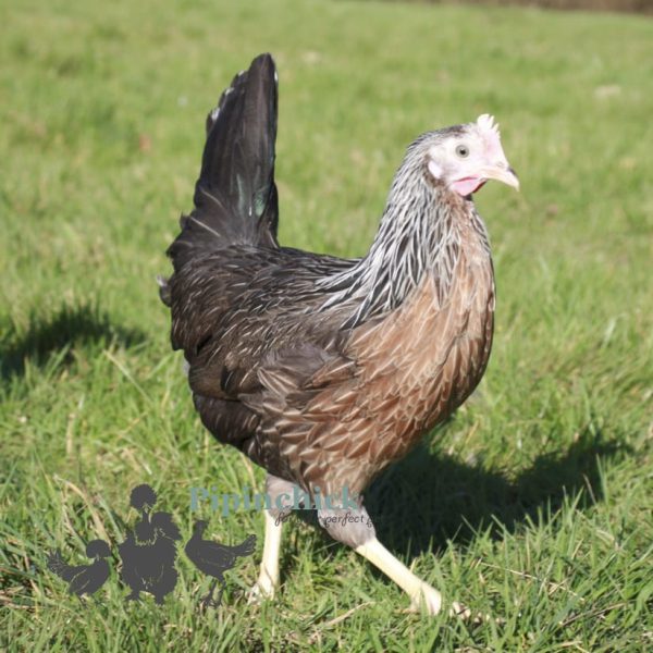 Leghorn Silver Duck 3