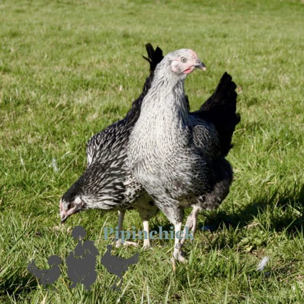 Hybrid Silver Sussex 3