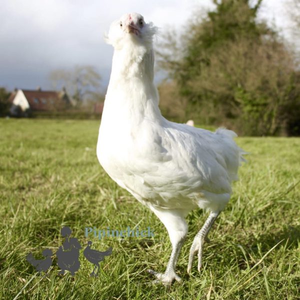 Saphire Emerald White 2