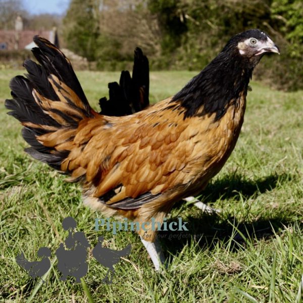 Vorwek 4