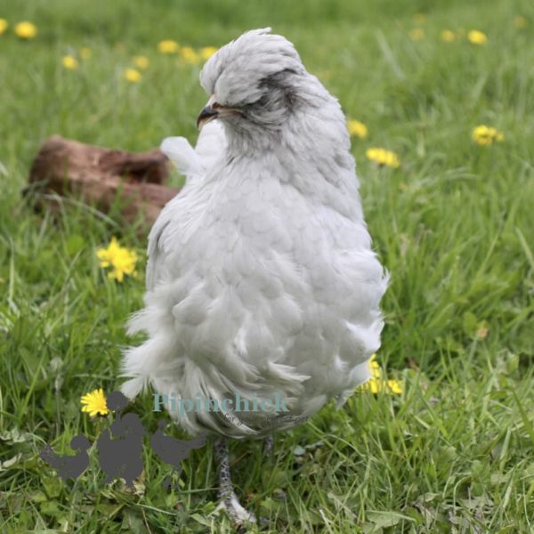 Ameraucana Lavender 4