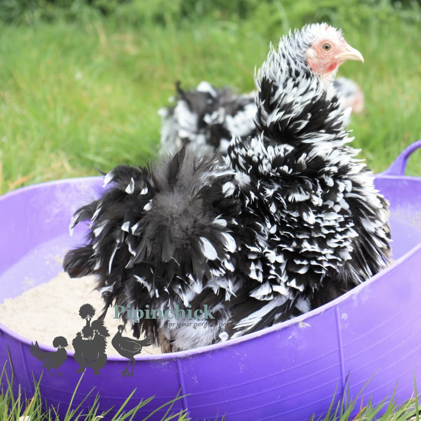 Dust Bath 1