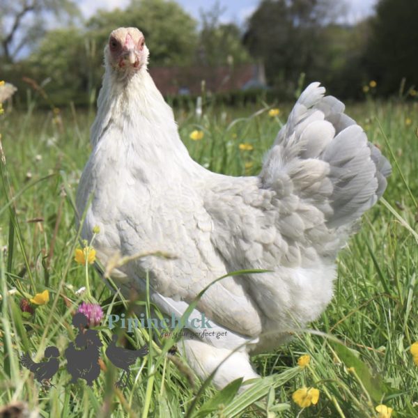 Bantam Brahma Isabelle 5