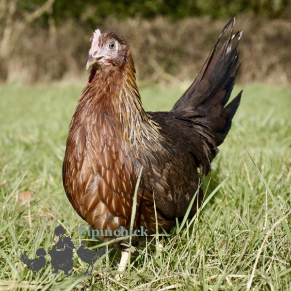 Pure Leghorn Brown 4