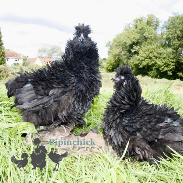 Sizzle Black 6