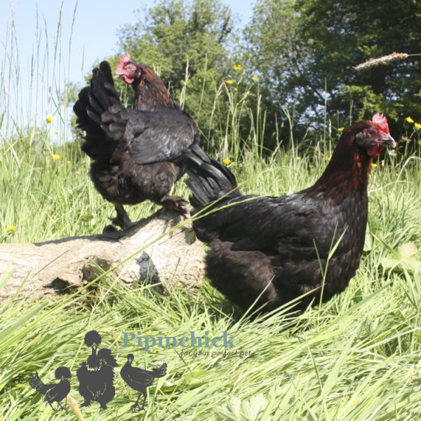 Copper French Black Maran 7