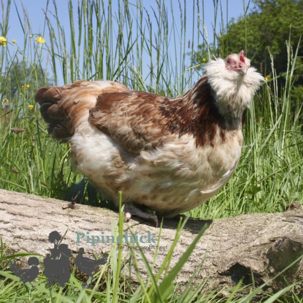 Large Faverolles Chicken