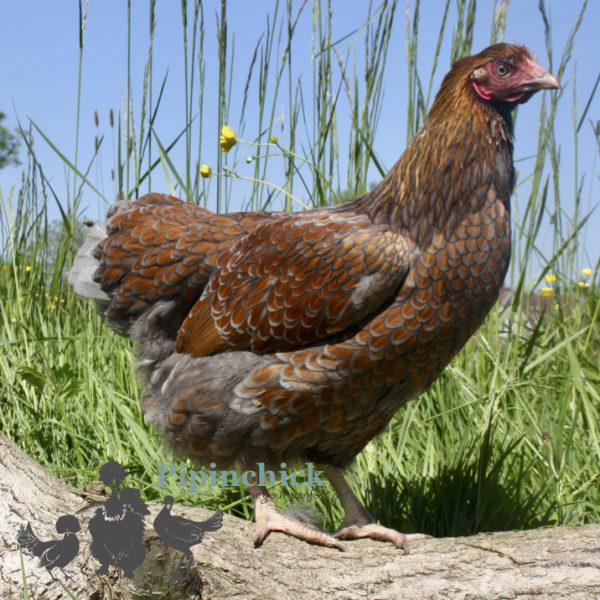 Wyandotte Blue Laced 4