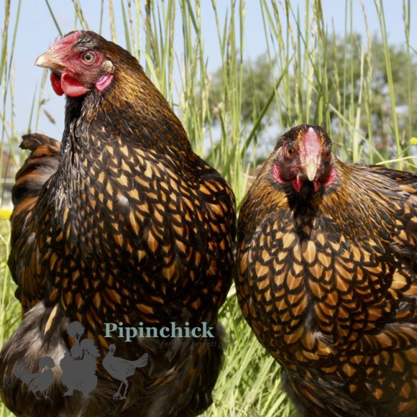 https://pipinchick-old.2021.appealstaging.co.uk/large-laced-wyandotte-chickens/