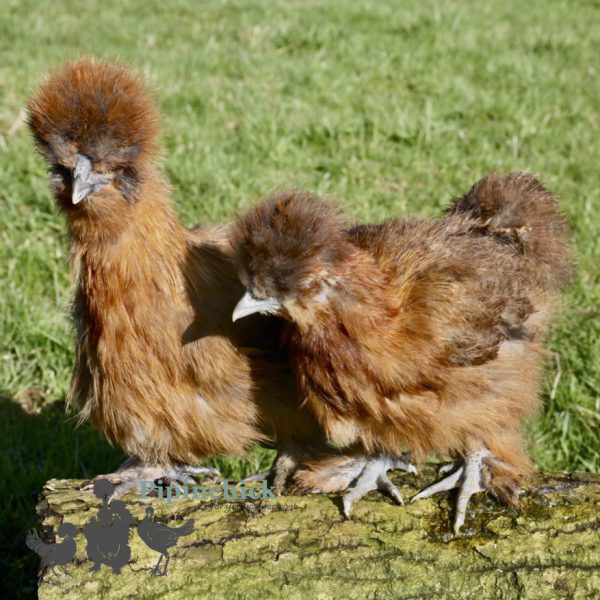 Red Partridge 1